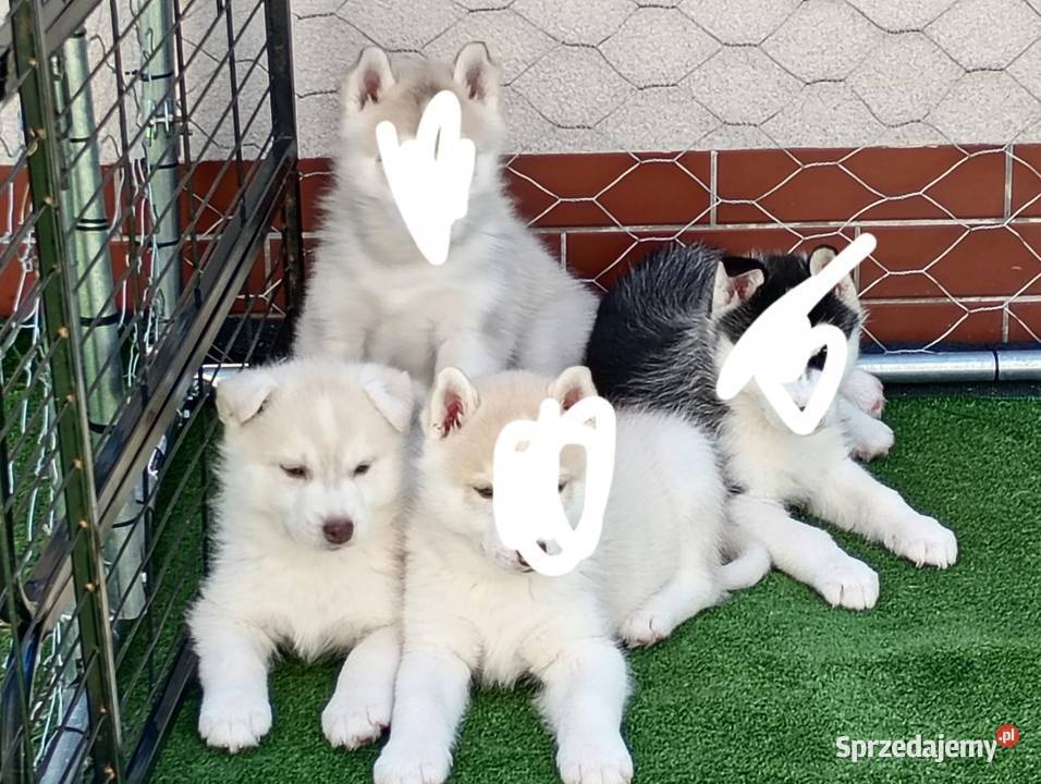 Siberian husky girl Racibórz