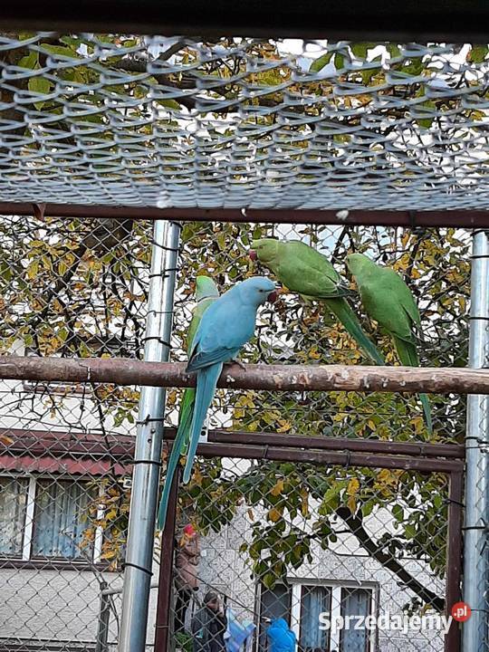 Aleksandretty obrożne różne mutacje małopolskie Skała