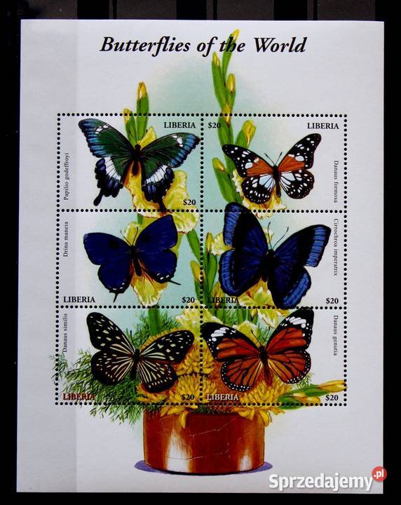 Liberia motyle 2 wielkopolskie Oborniki