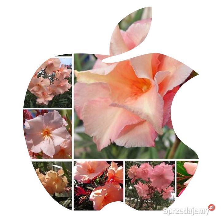 Oleander świeżo ścięte gałązki do ukorzenienia mazowieckie