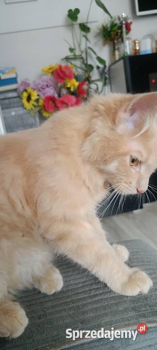 Gryzek Maine Coon pomorskie Starogard Gdański