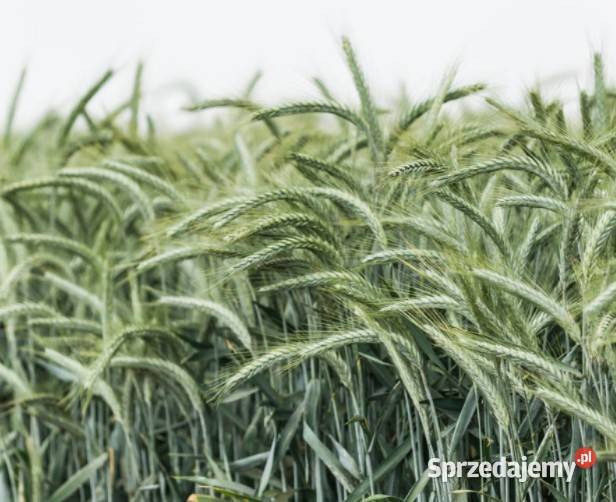 Pszenżyto jare Mamut Frigus Mazur Kalisz