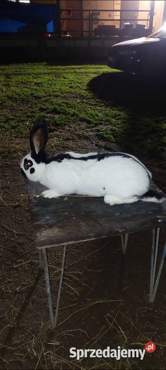 Sprzedam samca srokacz niemiecki Gryzonie Skarszewy