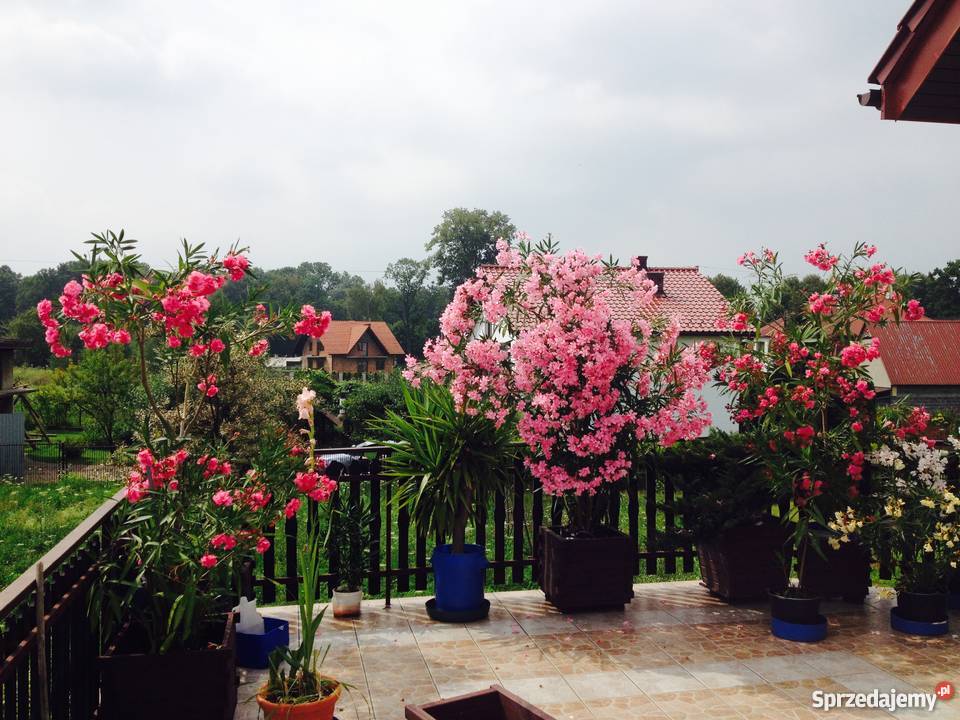 Gałązki oleander do ukorzenienia w wodzie Brzeźnica sprzedam