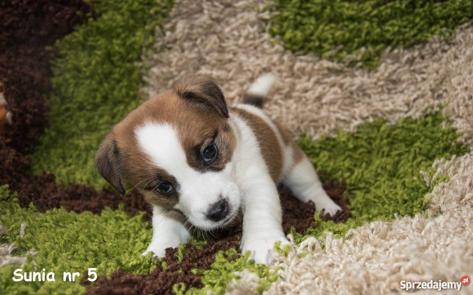 Szczeniaki Jack Russell Terrier FCI Rodowód ZKwP Ostrów Wielkopolski