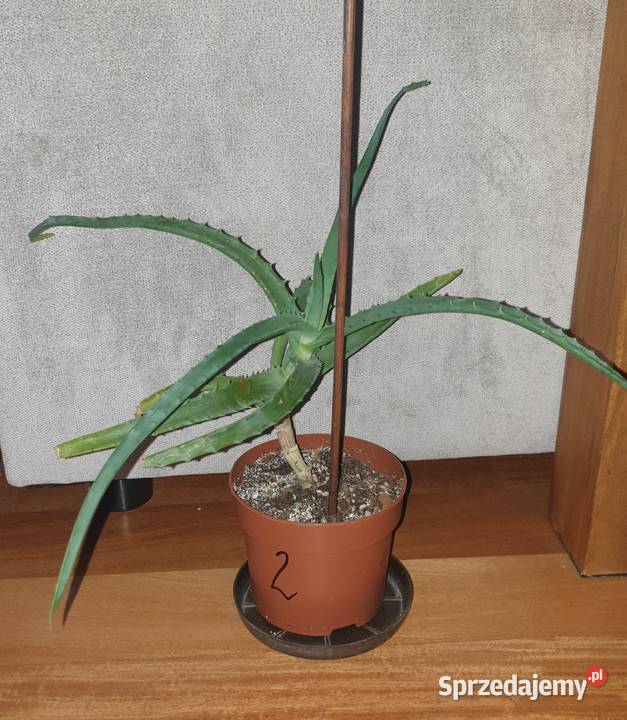Aloes sukulent wysokość 34 Rośliny domowe sprzedam
