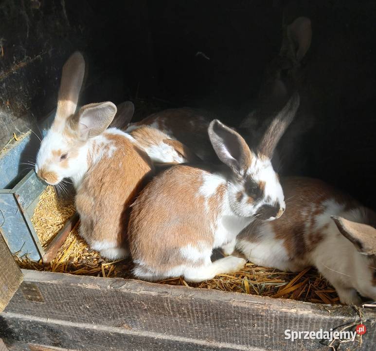Młode króliki mieszańce szukają domu mazowieckie Paprotnia