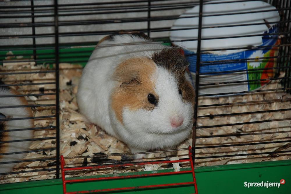 Świnka morska SAMICZKA Targoszyn sprzedam