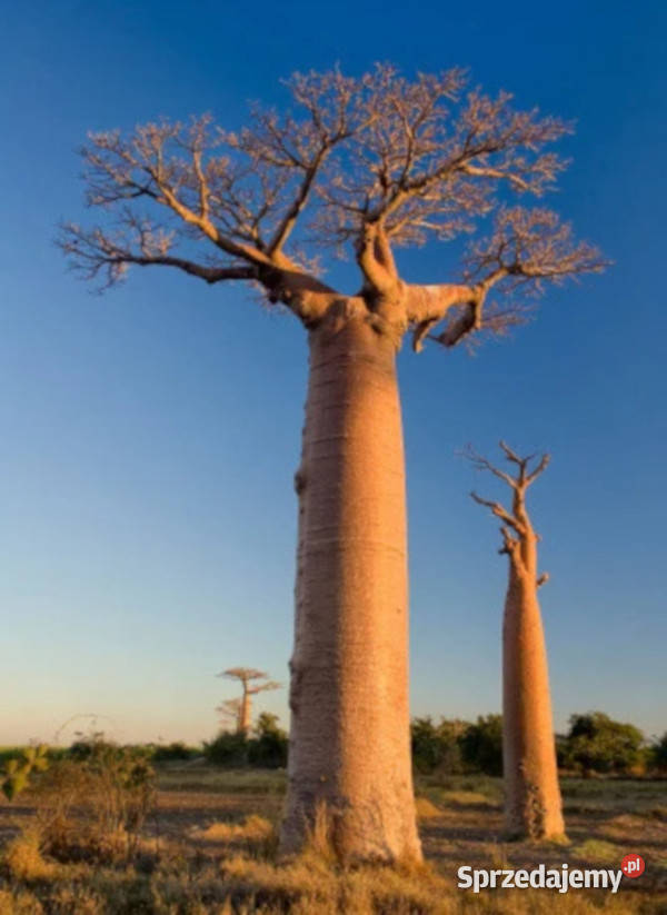 BAOBAB AFRYKAŚKI Adansonia digitata NASIONA 20 Nasiona Lubanie