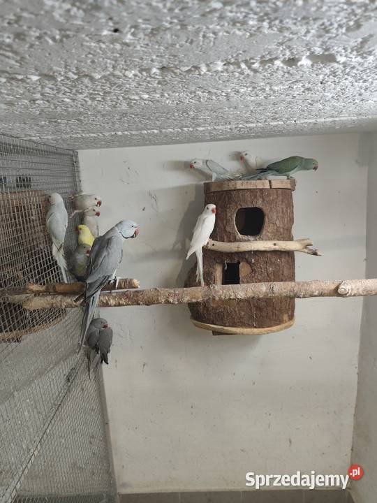 Akeksandretta chińska dorosła samica Pszczyna