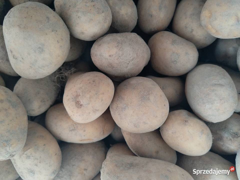 Ziemniaki drobne Chojnik sprzedam