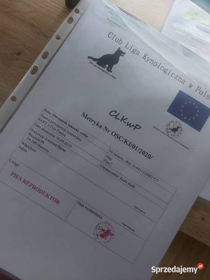 Owczarek szkocki collie Owczarek lubelskie Sobieska Wola Druga