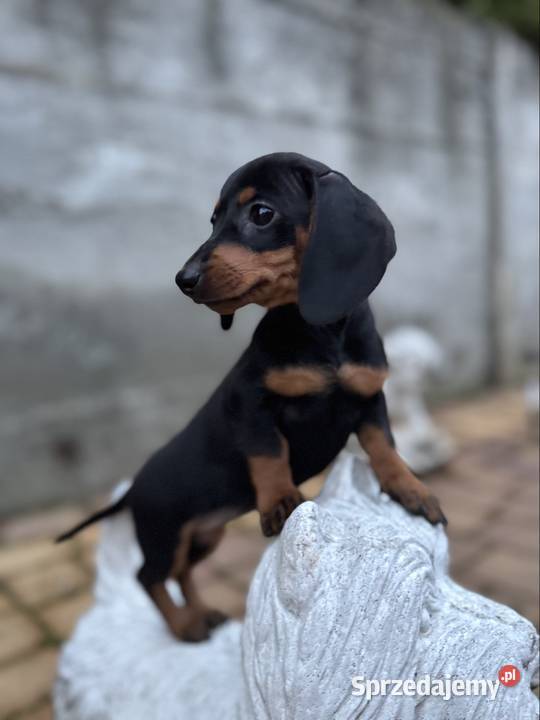 Cudowna sunia Jamnik miniaturowy standard czarno łódzkie Łódź