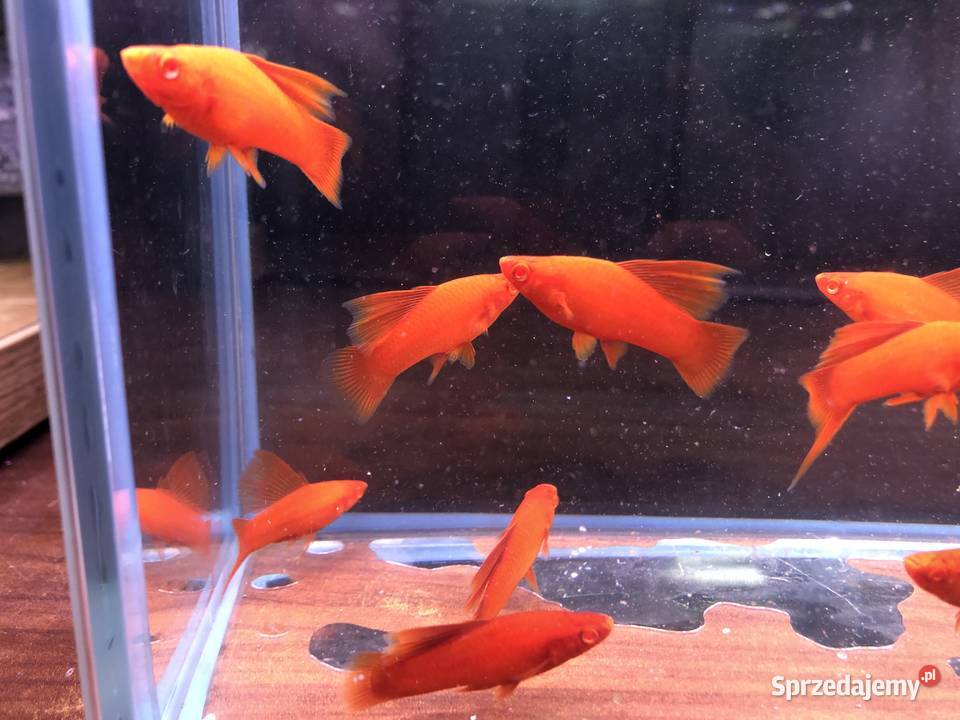 Wiedeński Delta mieczyk Red Albino Justynów