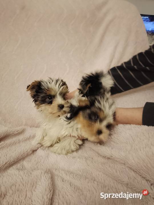 Sprzedam sunie Yorkshire Terrier Bewer Tanowo