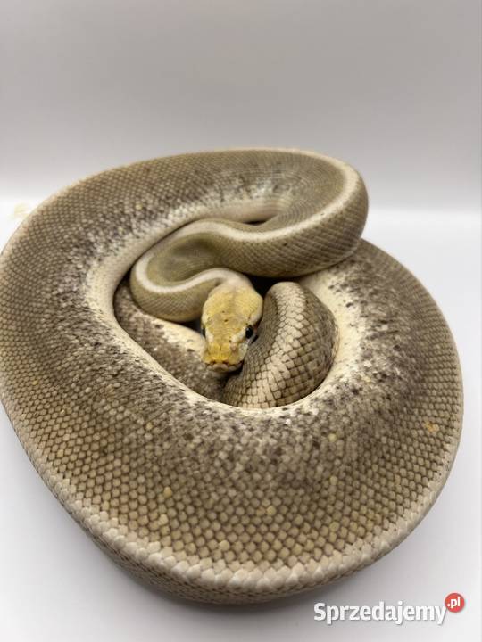 Węże różne odmiany Suchedniów