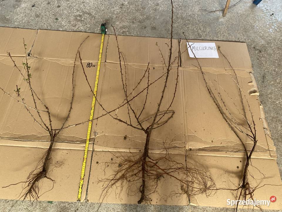 Agrest 2letni zielony i czerwony Braniewo