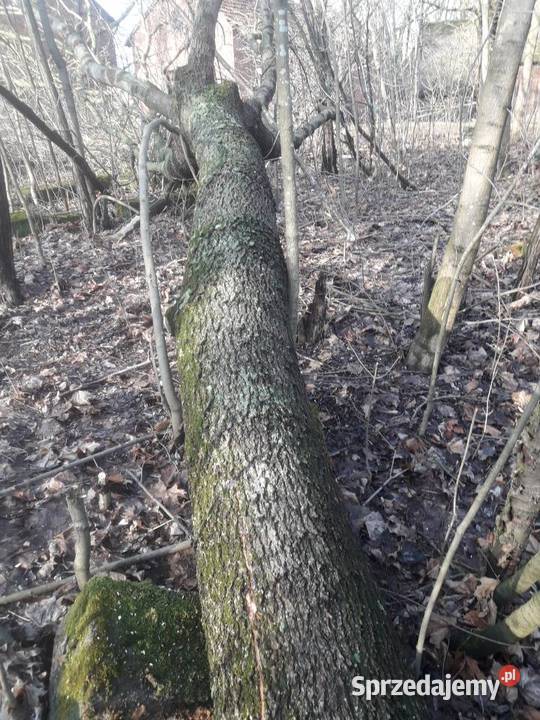 Jesion do sprzedania świętokrzyskie Czarnocin sprzedam