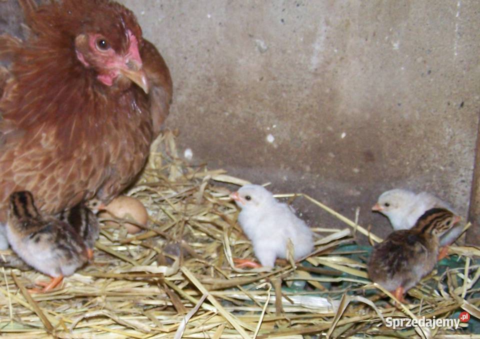 Stado perlic kolorowych 7 Nowa Wieś Reszelska