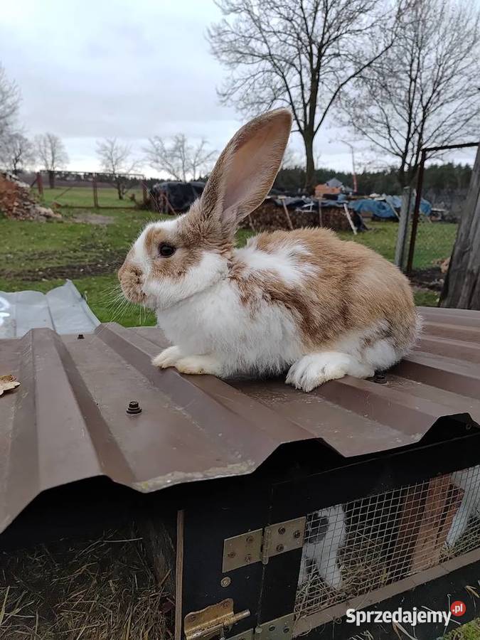 Sprzedam 5 samców Zwierzęta Piętno