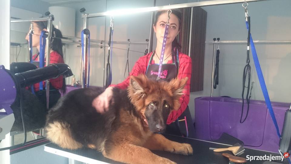 Salon spa psa Dla zwierząt