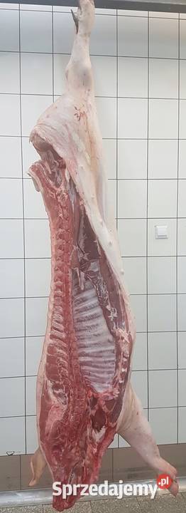 Polskie półtusze wieprzowe ROLNIKA rozebrane mazowieckie Legionowo