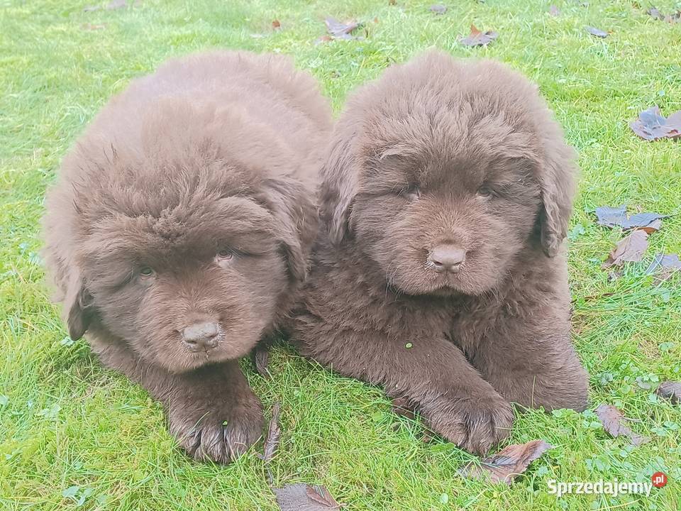 Nowofundlandy czekoladowe gotowe na zmianę domu Mycielin