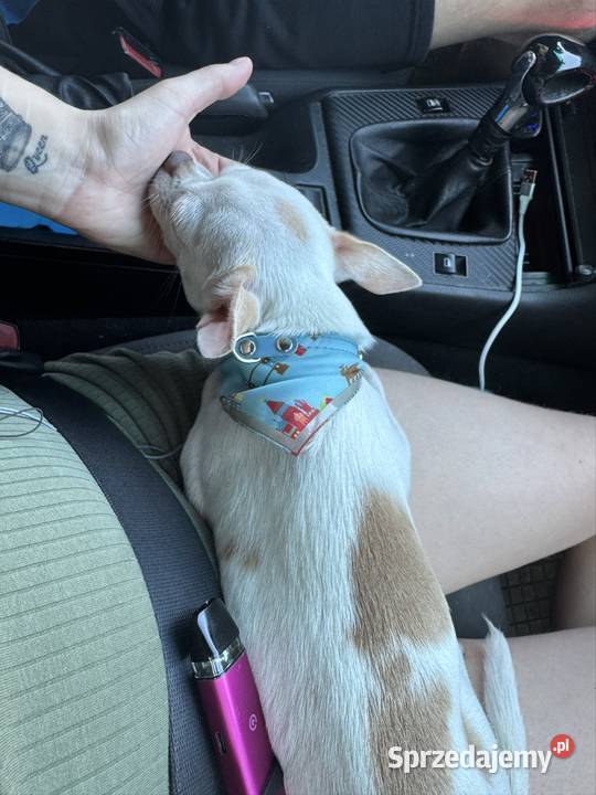 chihuahua XS roczny albinos wabi się gizmo Łódź