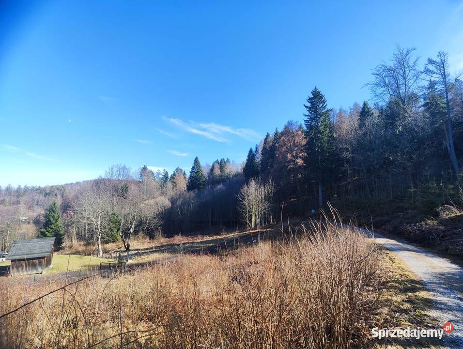 Działka lesie w górach 218zł/m2 Sosnówka sprzedam
