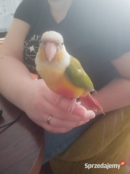 Rudosterki ręcznie karmione Rzeszów sprzedam