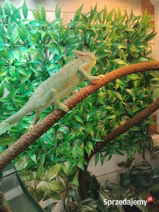 Sprzedam dwa kameleony śląskie Rybnik