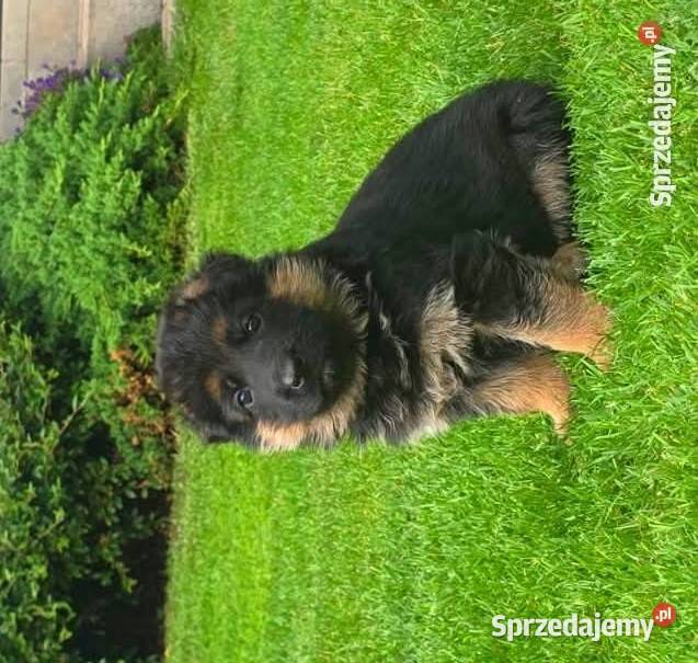 Owczarek Niemiecki szczenieta rodowod FCI Wiązów sprzedam