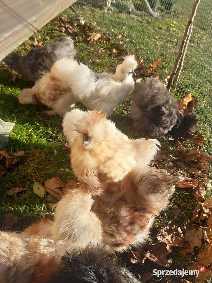 Silka silki koguty Poddębice sprzedam