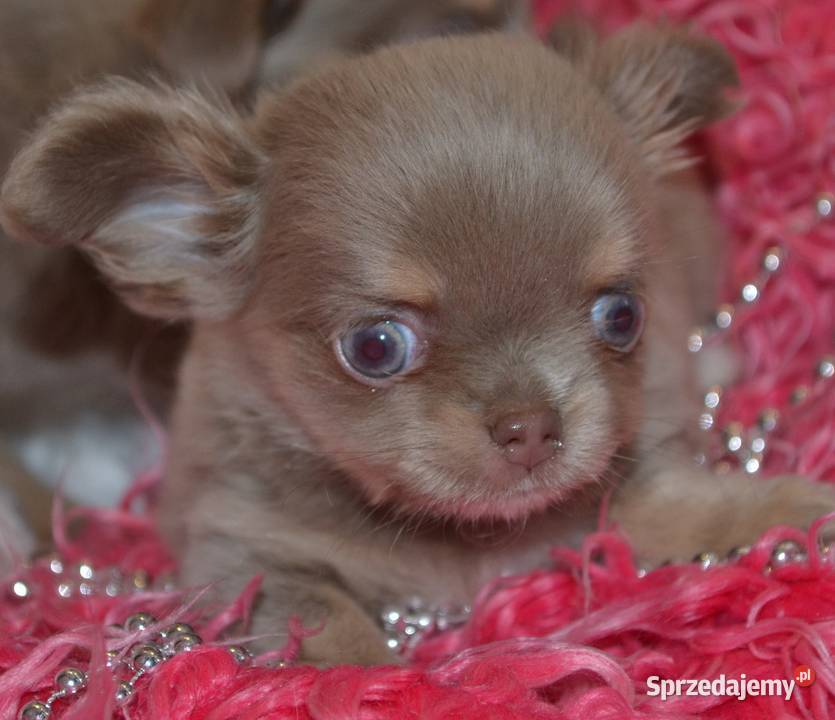 CHIHUAHUA PRZEŚLICZNA SUNIA DŁUGOWŁOSA KOLOR Drogusza