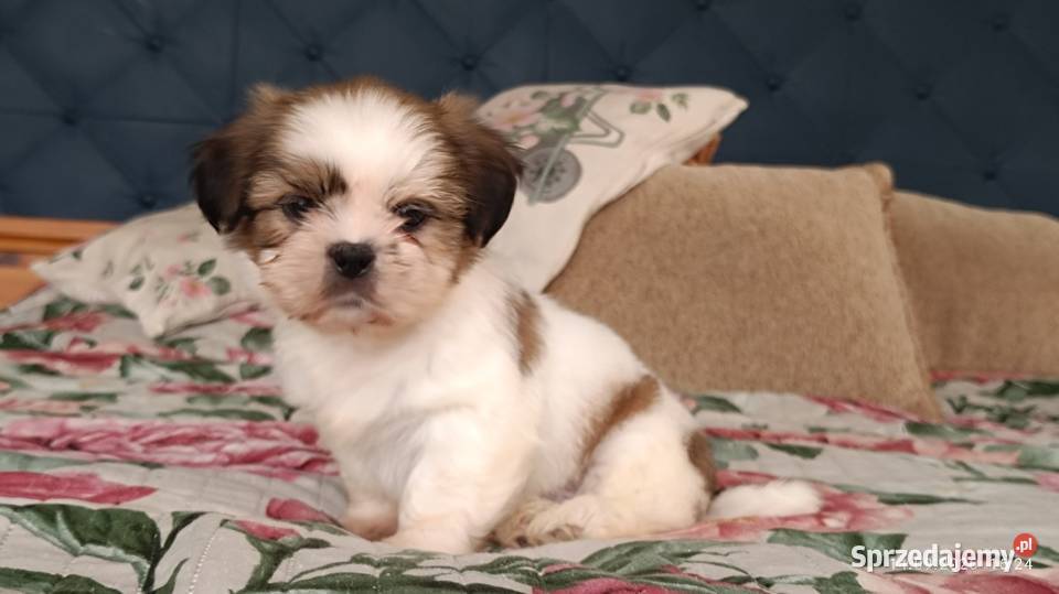 Szczeniaki shih tzu