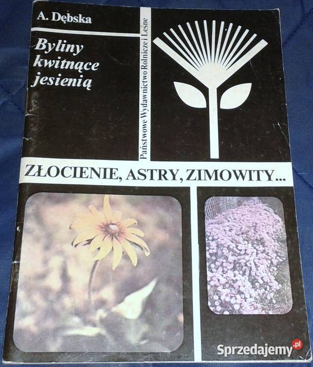 Byliny kwitnące jesienią Złocienie Astry A Chełm