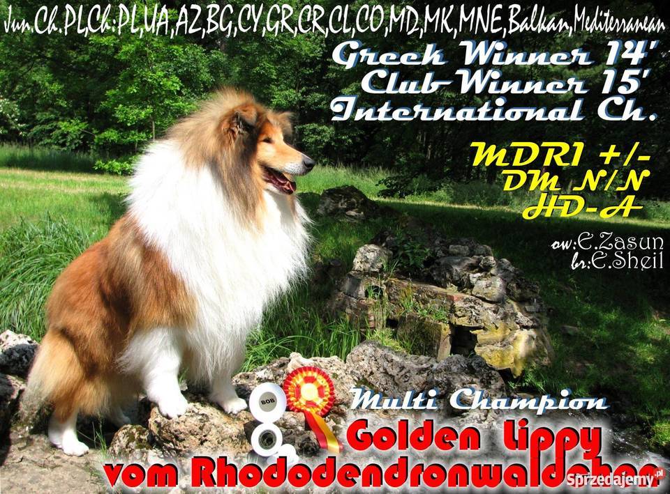 COLLIE Owczarek Szkocki wspaniały piesek Multi Częstochowa