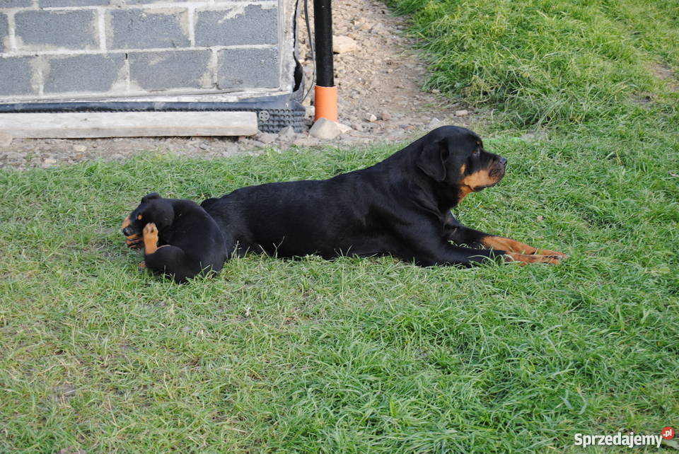 Rottweiler szczeniaki do oddania