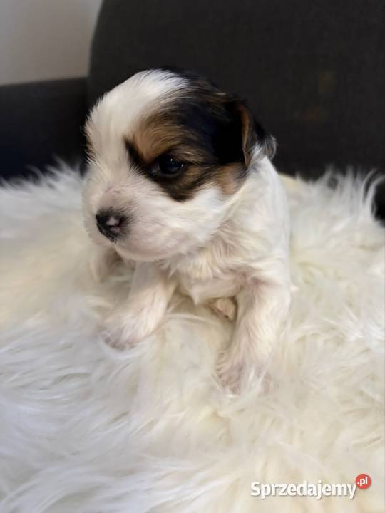 Do Rezerwacji Mario Yorkshire Terier Biewer Konin