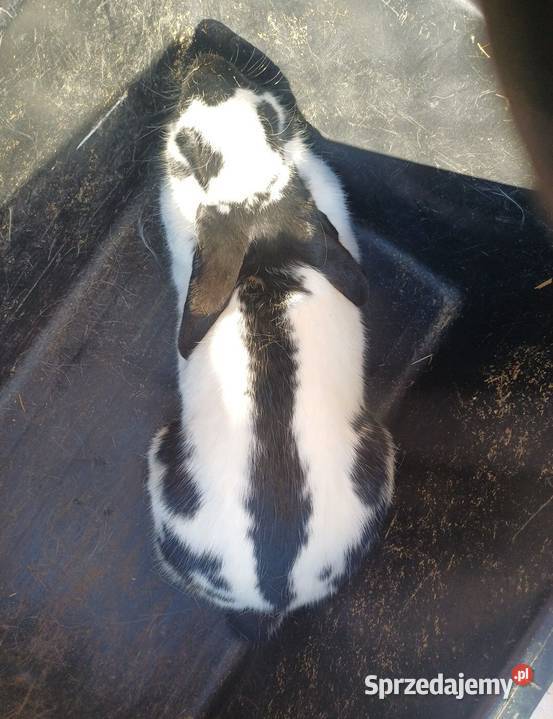 2 królice srokacz niemiecki w jednej Bączal Górny sprzedam