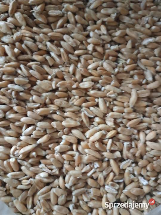 Orkisz naturalny uprawiany na oborniku końskim Bonin sprzedam