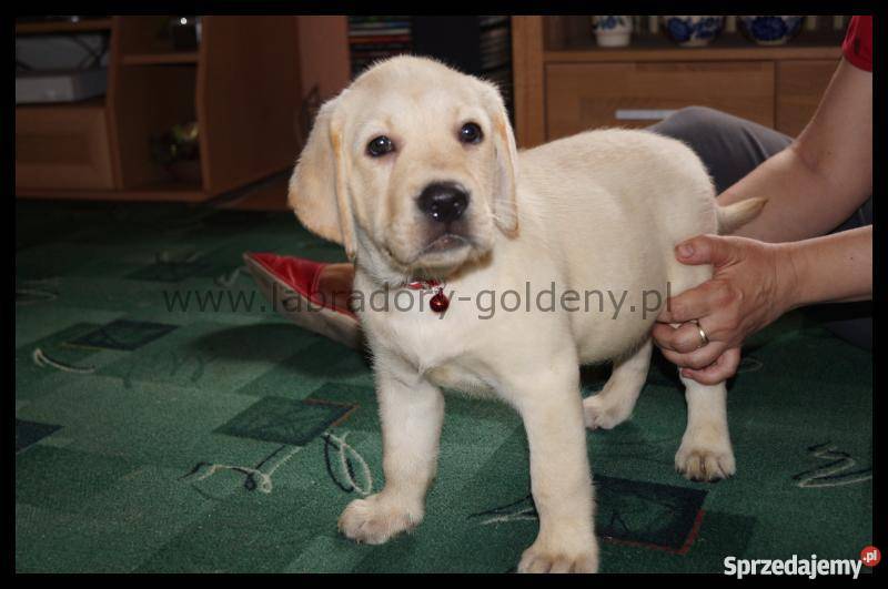 Labradory szczenięta CHrodowód Związku Psy kujawsko-pomorskie Włocławek sprzedam