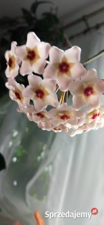 Hoya carnosa roślina pnąca Hoja do kolekcji Nowy Sącz