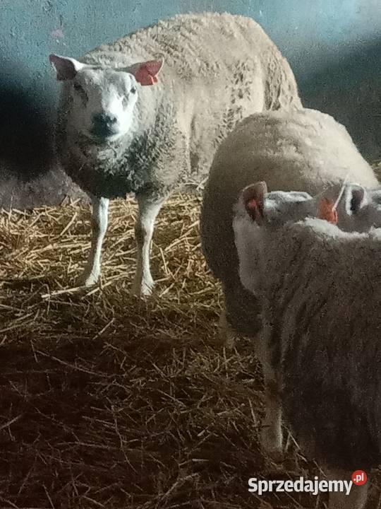 Sprzedam stado owiec rasy Texel Suwałki