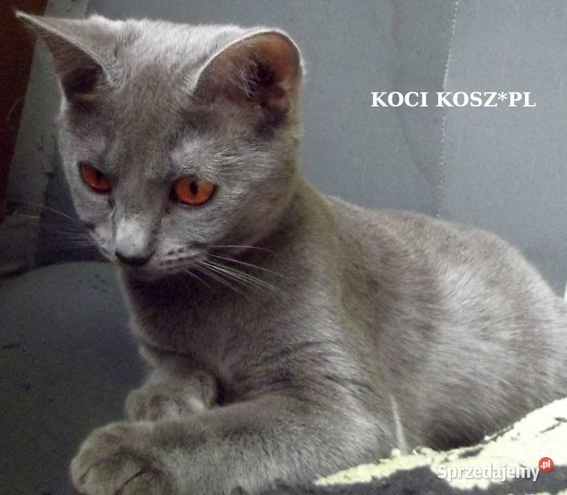 Koty KartuskieChartreux amatorska hodowla KOCI mazowieckie Warszawa