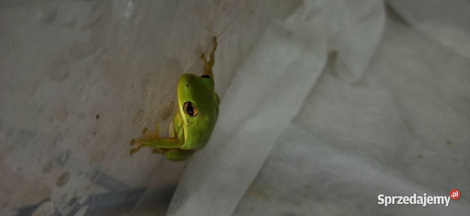 Rzekotka zielona Kraków sprzedam