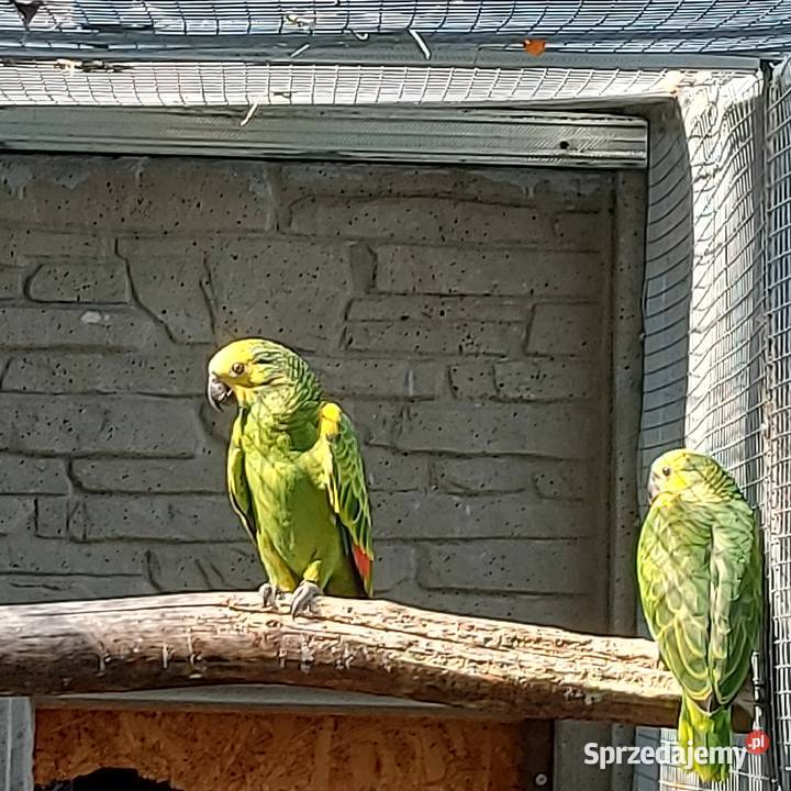 Amazonka niebieskoczelna aleksandretta chińska łódzkie Wieruszów