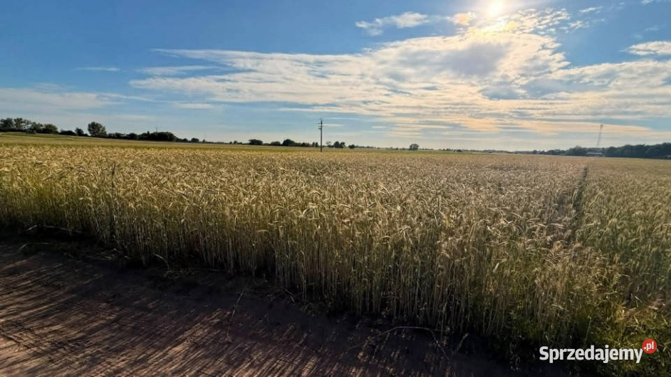 DZIAŁKA PIOTROWICE 54 ARY MPZP 5400m2 wielkopolskie