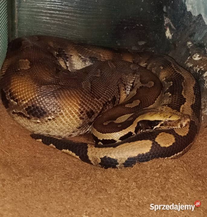 Pyton tygrysi hypo het albino dorodny samiec Luboń
