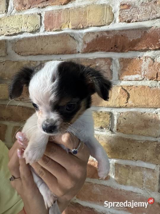 Sunia długowłosa Chihuahua malutka przekochana Warszawa